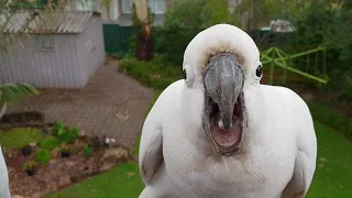 Sooky Baby Cockatoo WON'T STOP CRYING!! 😢 😢🍼👶❤️🤗🥰