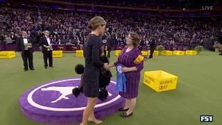 “Siba” The Standard Poodle Is The Winner Of The Non-Sporting Group At Westminster Dog Show