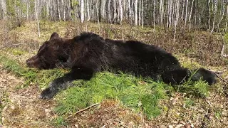 Фильм 7. Охота на медведя с лайками. Удачные охоты и таёжный быт.