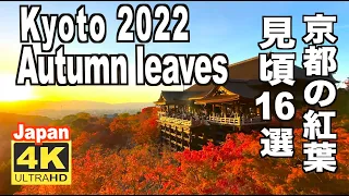 4K 2022 Japan Kyoto Autumn Leaves Spots 見頃の京都の紅葉 16選 京都観光 旅行 案内 清水寺 嵐山 銀閣寺 祐斎亭 保津川下り日本の紅葉 Discover