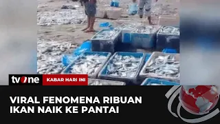 Penjelasan Kadis Perikanan Sikka soal Fenomena Ribuan Ikan Naik ke Pesisir Pantai | tvOne