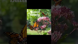 Beautiful Butterfly On Planet Earth|Viral Video|#Shorts