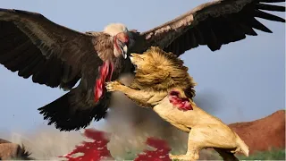 🦅 5 best eagle attacks caught on camera | Wild Animals Discovery