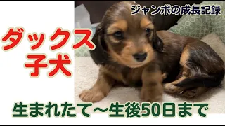 【ダックス子犬】生後0日から生後50日 かわいい犬の赤ちゃんの成長記録（ジャンボver）【ミニチュアダックス】【多頭飼】Dachshund puppies