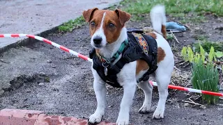 Пес Патрон - помічник чернігівських піротехніків