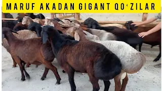 MARUF AKADAN GIGANT QOʻZILAR XISORLAR