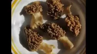 How to: Batter-fry Morels