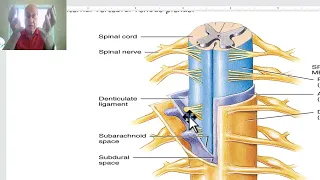 Anatomy of CNS Module in Arabic 2024 (Spinal cord, part 3), by Dr. Wahdan.
