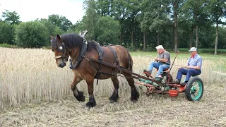 rye harvesting with antique cutter bar and draft horse