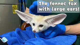 The Fennec Fox With Large Ears! | iPanda