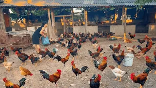 Chicken Farm | How to fatten adult chickens, feed chickens