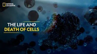 The Life and Death of Cells | One Strange Rock | National Geographic