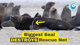 Biggest Seal Rescued Destroys Net!