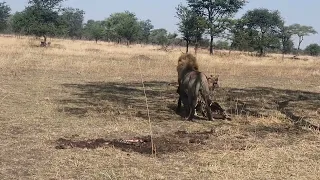 Male Lion with prey in Serengeti National Park.