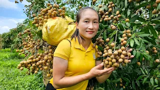 Harvesting longan garden to bring to the market to sell - Gardening | Ly Thi Tam