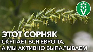 СОРНЯК САМ УЙДЕТ С УЧАСТКА! Как избавиться от пырея легко и просто + полезные свойства пырея