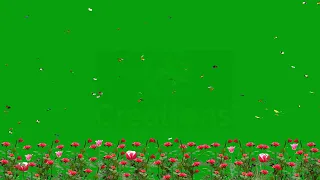 Butterflies are flying on flowers | Green Screen Library