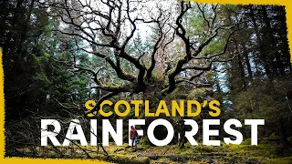 How We're Bringing Back Scotland's Lost Rainforest