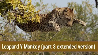 Leopard shakes Monkey from Tree (part 3 extended version - with images).