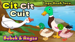 Lagu Anak Anak - Cit Cit Cuit - Bebek Berenang - Bebek Nyosor - Lagu Anak Lucu Populer