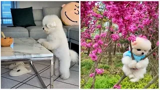 😍Cutest Puppies | Mini Pomeranian | 😅Funny and Cute Pomeranian Videos #shorts