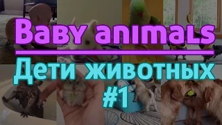 Милые детёныши животных | Baby animals | Эпизод #1 | Episode #1