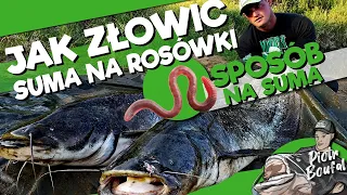 Zestaw do łowienia na rosówki / Echosonda to zło? Jak złowić suma na rosówki /  - Sposób na suma #9