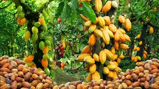 AMAZING COCOA FRUIT HARVESTING - COCOA BEAN PRODUCTION | HOW TO MAKE CHOCOLATE