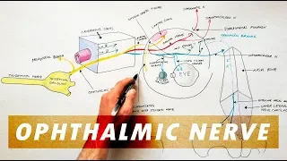 Trigeminal Nerve Anatomy - The Ophthalmic Nerve