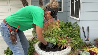 Creating a Gorgeous Pot of Succulents.