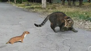 GATO MATA É COME ARMINHO DEPOIS DE TER SIDO CONFRONTADO