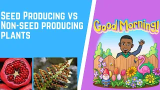Seed Producing vs  Non-seed Producing Plants