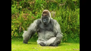 Gorilla | Walking With The Wild | Fun animal facts for kids | Come Sing With Us