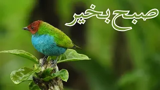 🌷🌷Subha Bakhair Dua Whatsapp Status | Islamic Status🌷🌷