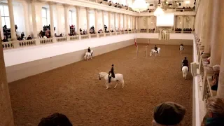 Spanish Riding School Vienna  -  Lipizzaner White horses