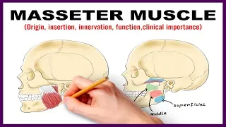 Masseter Muscle : Origin, Insertion, Nerve supply, Clinical importance - Anatomy