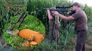 Huntig atypical Roebuck in  Sv. Martin - Croatia 2020 - Jagd auf Rehbock mit abnormen Gehörn