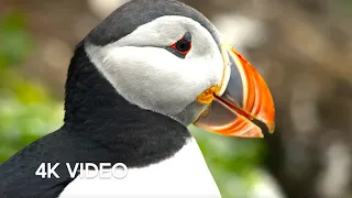 Puffin Hunts Fish To Feed Puffling | 4K UHD | Blue Planet II | BBC Earth