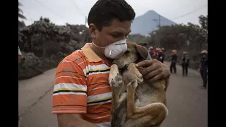Así rescatan animales tras erupción de volcán de Fuego en Guatemala