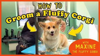 How to Groom the FLUFFIEST CORGI on Instagram