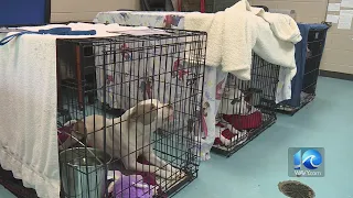 Portsmouth animal shelter overcrowded
