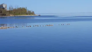 Чайки отдыхают на острове.