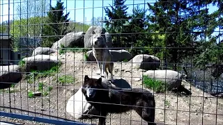 オオカミの遠吠え at 旭山動物園