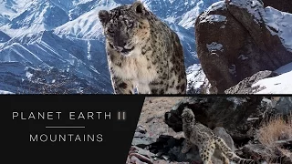 Rare snow leopards caught on camera - Planet Earth II: Mountains Preview - BBC One