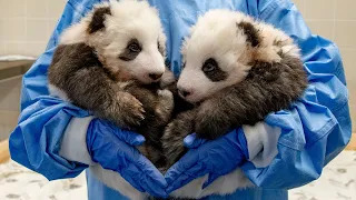 Zoo Berlin's Panda Twins Turn 1-year-old!