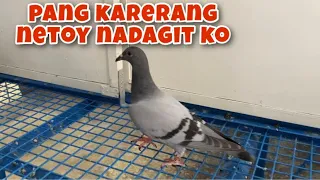 PANG KARERANG NETOY NADAGIT KO |Reggie Cruz Loft & Aviary #reggiecruzloft