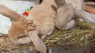 Барашики и длинноухий созданий🐰