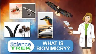 What is Biomimicry? | Science Trek