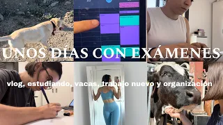 UNOS DÍAS CONMIGO CON EXÁMENES: Estudiando mucho, nuevo trabajo, vacas, orgaización y haul cascos