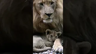 Father Care! #shorts#lion#baby